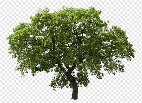 pngwing.com.png|pngtree free download.